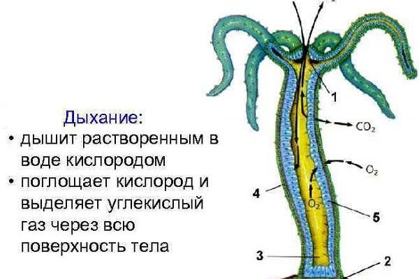 Кракен переходник ссылка